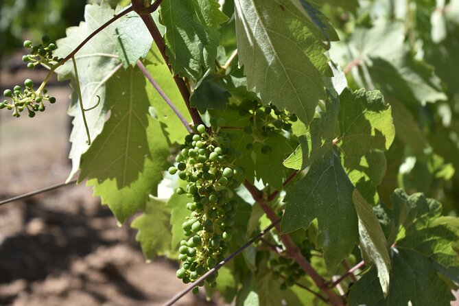 Napa Valley Wine Tasting Tour 6 to 8 Hours Max 14 Passenger - Booking Information