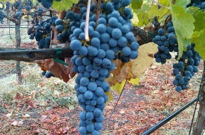 Napa Valley Wine Tour with Premium Transportation - The Perfect Introduction to Napa Valley