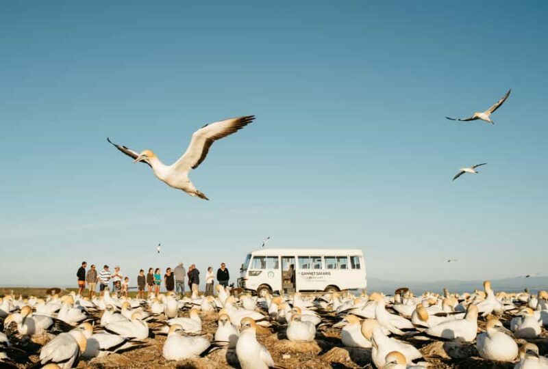 Napier: Cape Kidnappers Gannet, Nature & Sightseeing Tour - Key Points