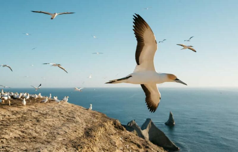 Napier: Cape Kidnappers Gannet, Nature & Sightseeing Tour - An Introduction to the Experience
