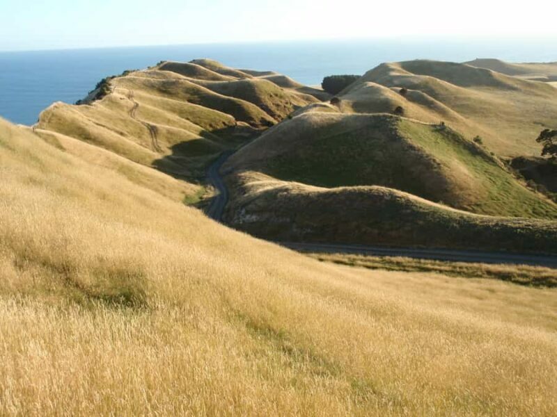 Napier: Cape Kidnappers Gannet, Nature & Sightseeing Tour - FAQ