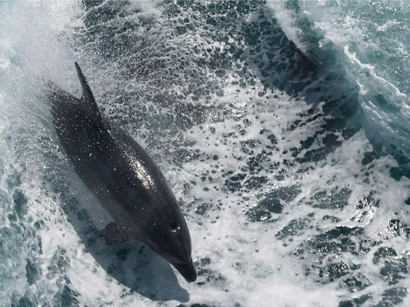 Naples: Catamaran Cruises with Wildlife Views - Naples: Catamaran Cruises with Wildlife Views – A Practical Guide