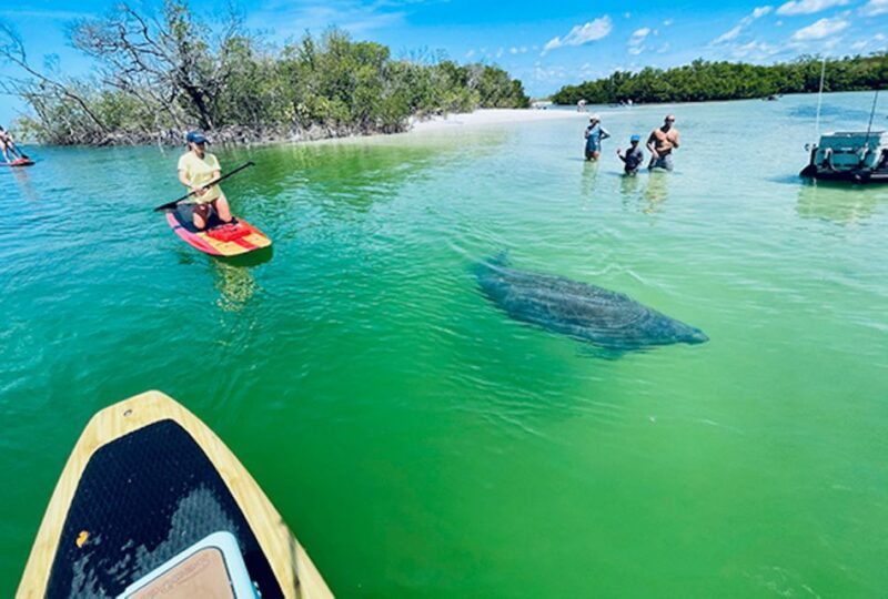 Naples, FL: Guided Standup Paddleboard or Kayak Tour - Key Points