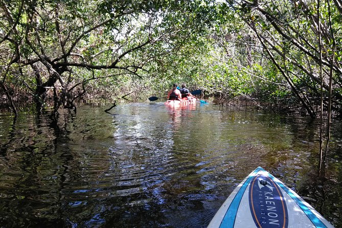 Naples FL, Kayak Mangrove Forest Tour - Observing the Diverse Wildlife