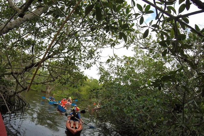 Naples FL, Kayak Mangrove Forest Tour - Recommended Essentials to Bring