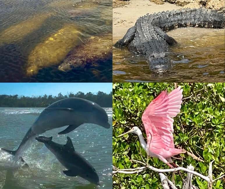 Naples, FL: Manatee, Dolphin, 10,000 Islands Beach Eco Tour - The Itinerary in Detail