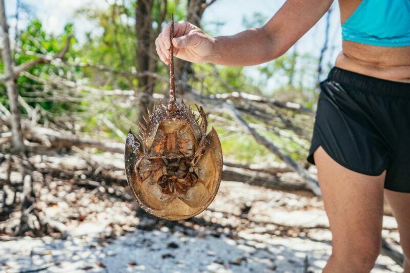 Naples, FL: Manatee, Dolphin, 10,000 Islands Beach Eco Tour - Practical Tips for Travelers