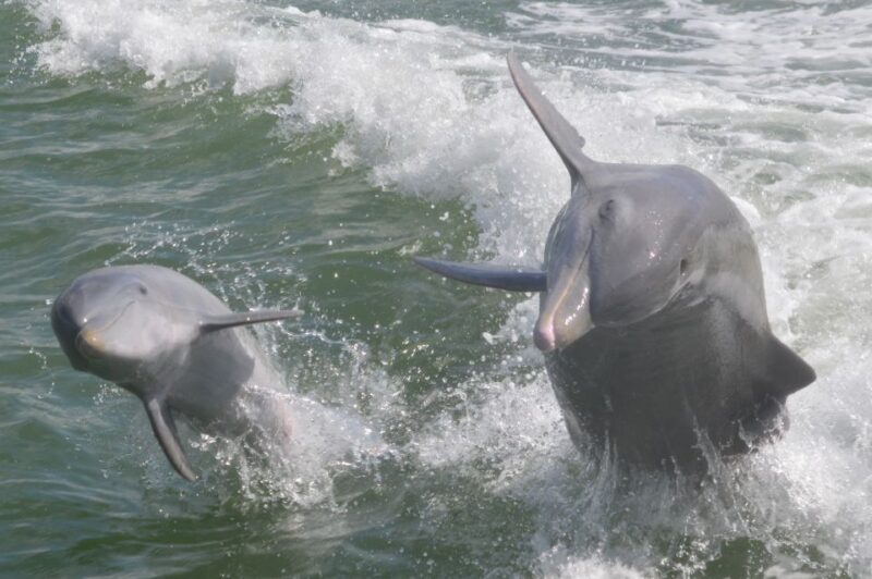 Naples, FL: Manatee, Dolphin, 10,000 Islands Beach Eco Tour - Cruise Route