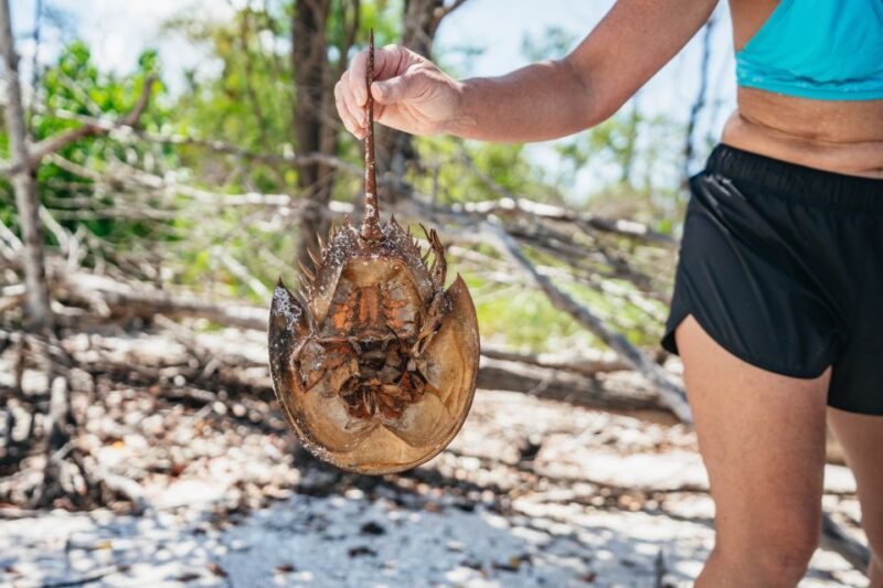 Naples, FL: Manatee, Dolphin, 10,000 Islands Beach Eco Tour - Guided Tour