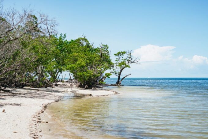 Naples, FL: Manatee, Dolphin, 10,000 Islands Beach Eco Tour - Weather and Minimums