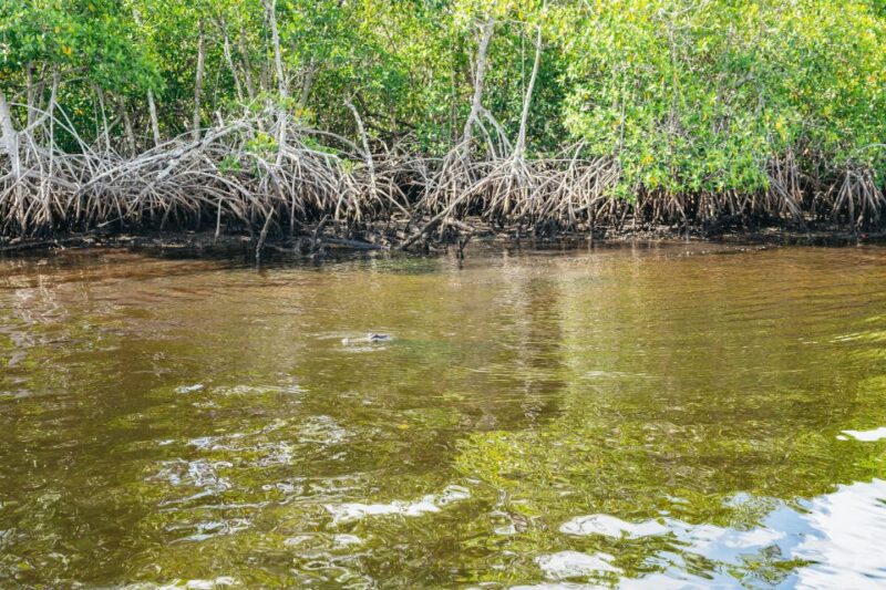 Naples, FL: Manatee Sightseeing and Wildlife Boat Tour - Important Information