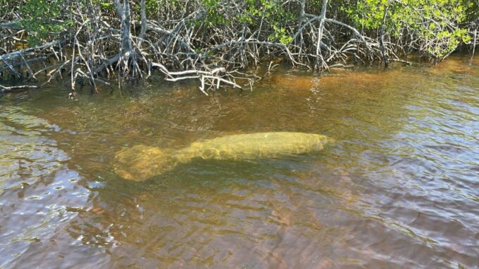Naples, FL: Manatee Sightseeing and Wildlife Boat Tour - Frequently Asked Questions