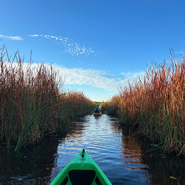 Naples, Fl: Manatees, Grasslands and Mangroves Kayak Tour - Unique Experience