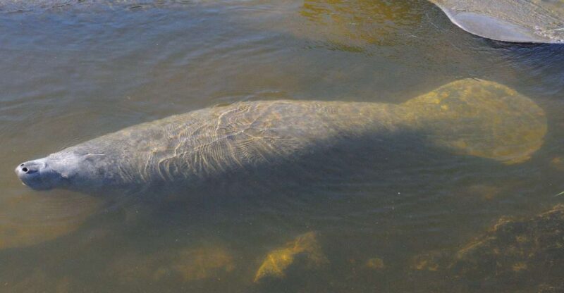 Naples, Fl: Manatees, Grasslands and Mangroves Kayak Tour - Kayak Specifications