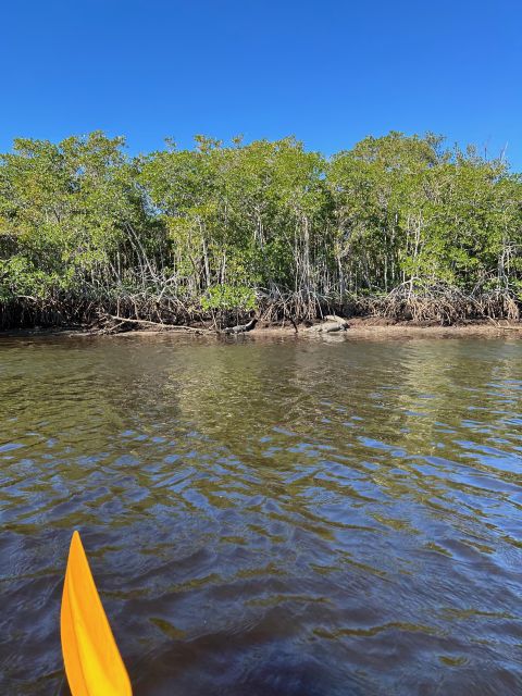 Naples, Fl: Manatees, Grasslands and Mangroves Kayak Tour - Cancellation Policy
