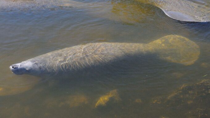 Naples, Fl: Manatees, Grasslands and Mangroves Kayak Tour - Availability and Reservations