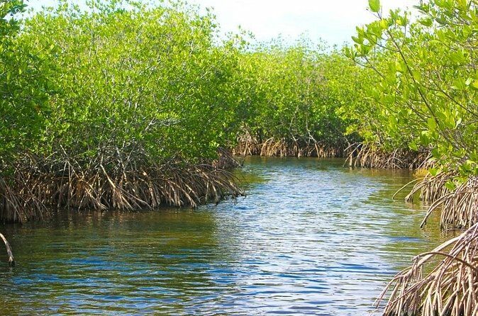 Naples Half-Day Fly Fishing Activity - Who Will Love This Tour?