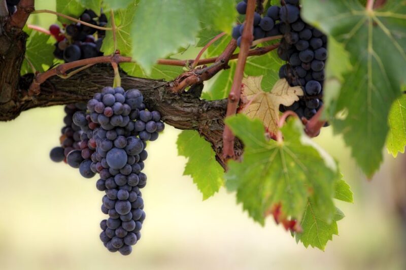 Naples: Vesuvius Half-Day Trip With Lunch and Wine Tasting - Inclusion Details