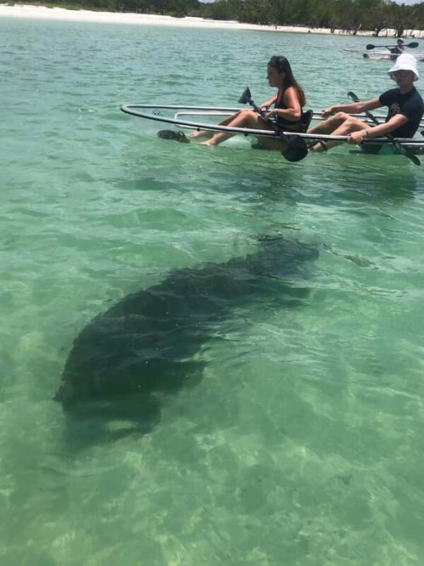 Naples: Wiggins Pass Clear Kayak Eco Tour - Key Points