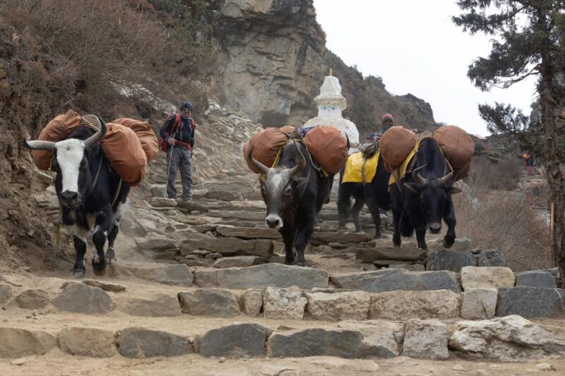Nar Phu Valley Trek 9 Night 10 Days - Accommodation and Meals