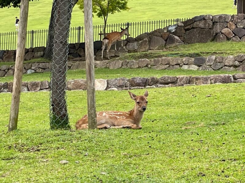 Nara: 1 Day Local Guide– Big Buddha, Deer, Shrine, Old Town - Primeval Forest