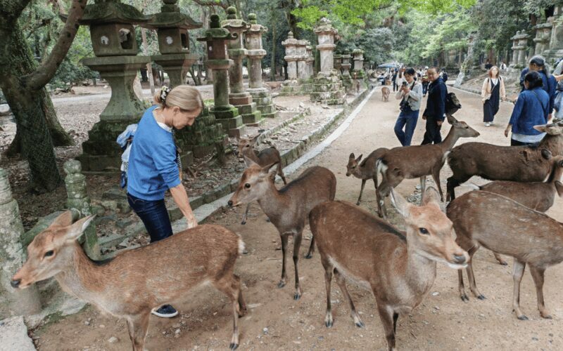 Nara: 3-Hour Guided Tour with Deer, Great Buddha & Shrines - FAQ (Frequently Asked Questions)