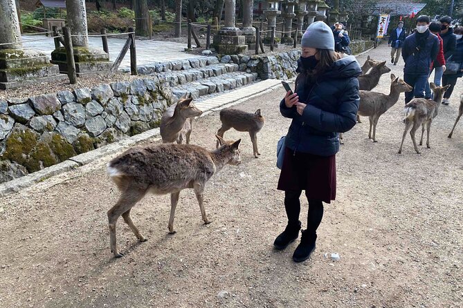 Nara 6hr Private Tour With Government-Licensed Guide - Meeting and Pickup