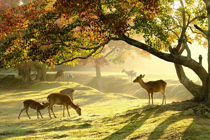 Nara and Uji 1-Day Private Trip - Sights to See in Nara