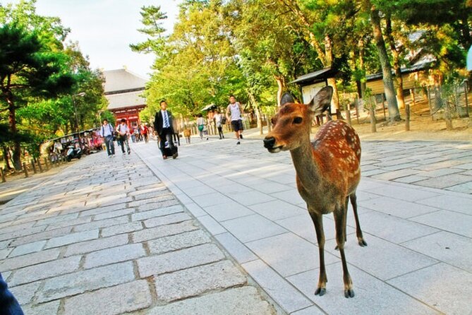 Nara Attractive Tour - Accessibility Information