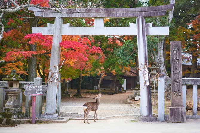 Nara Custom Full Day Tour - Tour Customization
