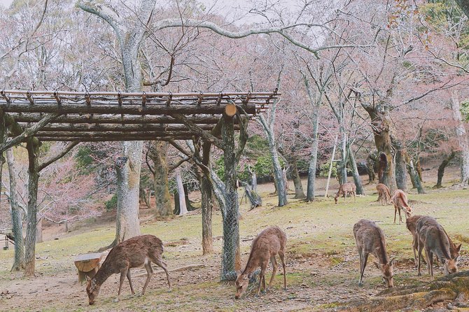 Nara Custom Full Day Tour - Tour Guide and Additional Information