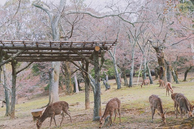Nara Custom Half Day Tour - Meeting and Pickup