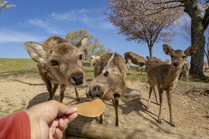 Nara Day Trip From Osaka With a Licensed Guide - Taking in the Serene Gardens and Temples