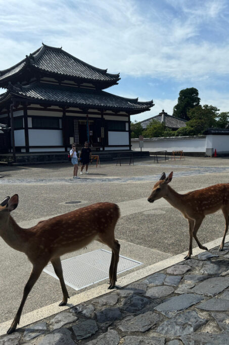 Nara: Discover Every Bit of Tohdaiji-Temple in 2 Hours - Frequently Asked Questions