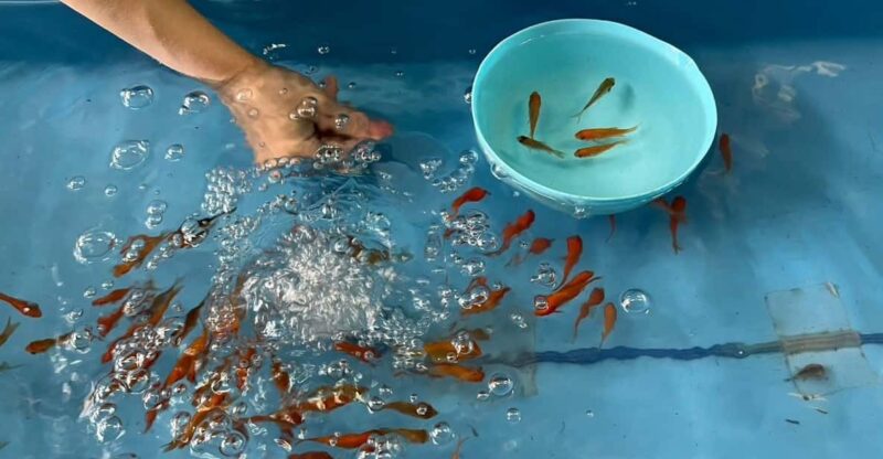Nara: Discover Koriyama's Goldfish Charm - 2-Hour - Highlights of the Experience