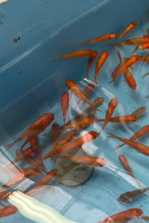 Nara: Discover Koriyama's Goldfish Charm - 2-Hour - Goldfish Scooping Adventure
