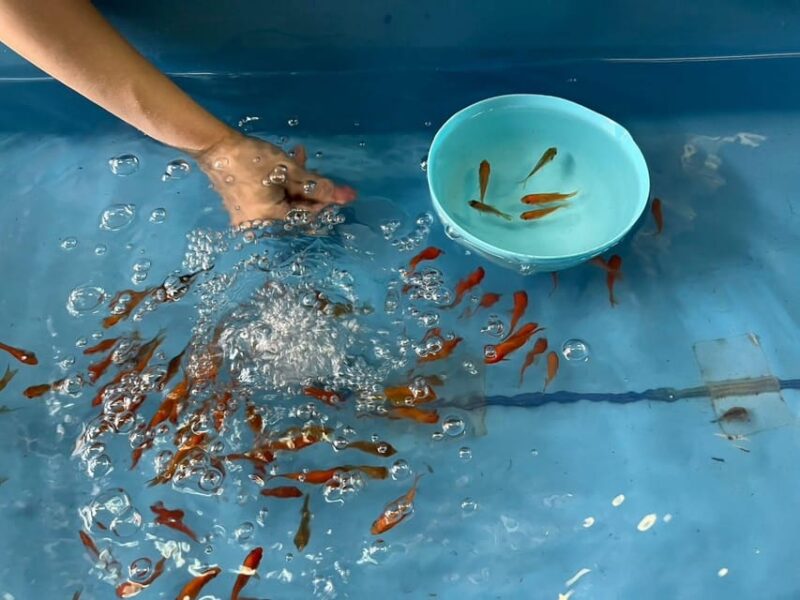 Nara: Discover Koriyama's Goldfish Charm - 2-Hour - Exploring Koriyamas Goldfish Heritage