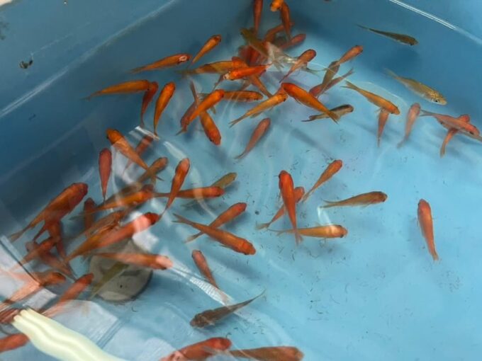 Nara: Discover Koriyama's Goldfish Charm - 2-Hour - Indulging in Local Confectionery