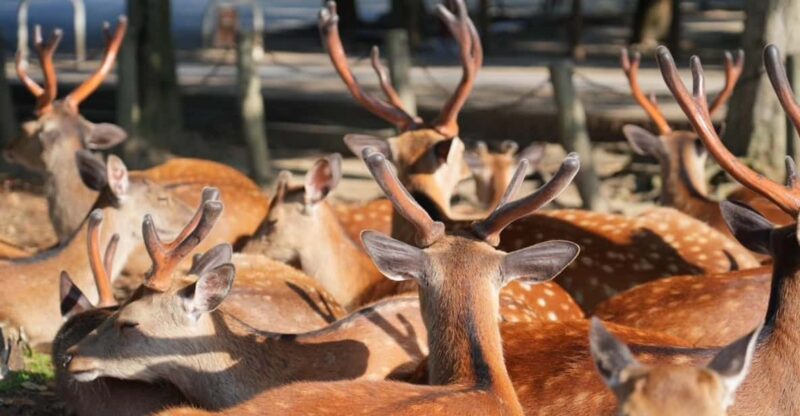 Nara Early Bird Tour (Departure From Kyoto Station) - Key Points