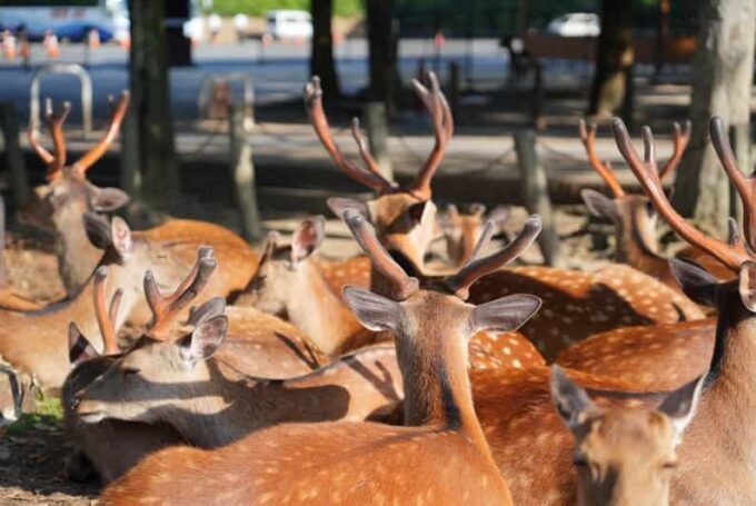Nara Early Bird Tour (Departure From Kyoto Station) - Frequently Asked Questions