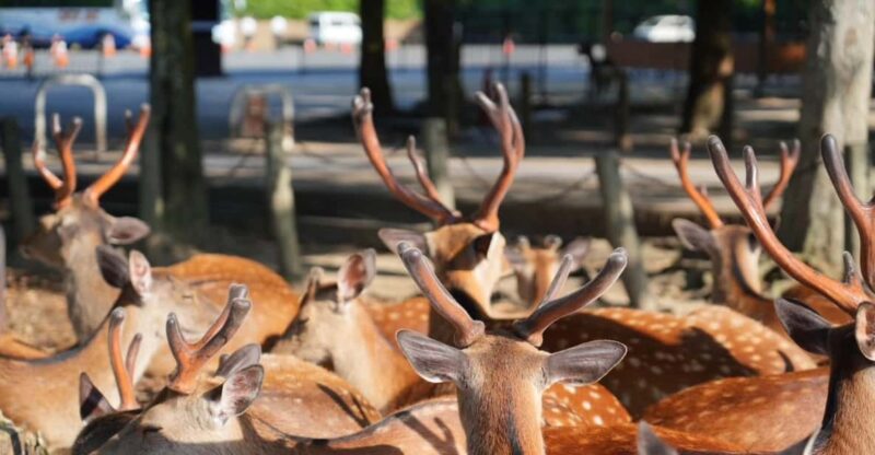 Nara Early Bird Tour (Kyoto Departure Option Available) - Key Points