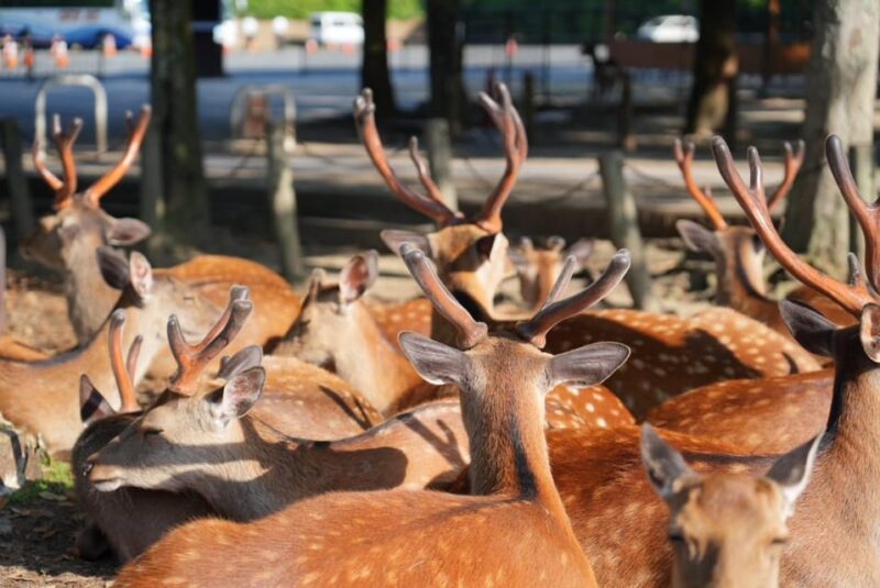 Nara Early Bird Tour (Kyoto Departure Option Available) - Early Start Time