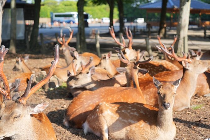 Nara Early Bird Tour (Kyoto Departure Option Available) - Highlights of the Tour Experience