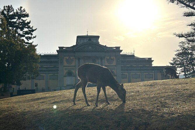 Nara Early Bird Tour (Kyoto Departure Option Available) - Interacting With the Friendly Deer