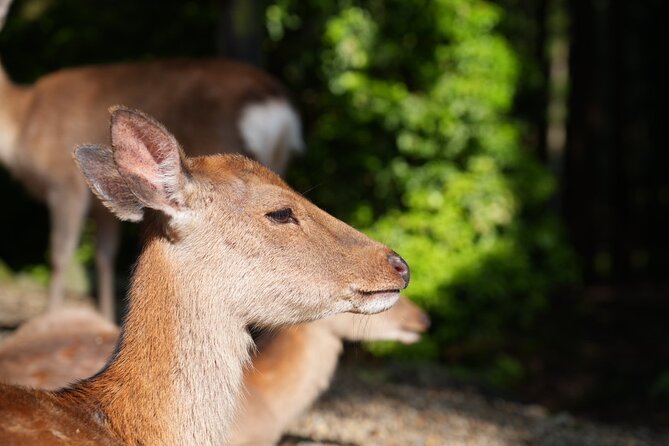 Nara Early Bird Tour (Kyoto Departure Option Available) - Tour Inclusions and Exclusions