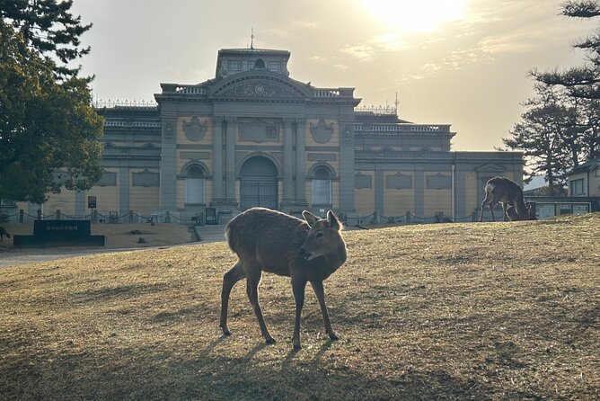Nara Early Bird Tour (Kyoto Departure Option Available) - Traveler Reviews and Recommendations