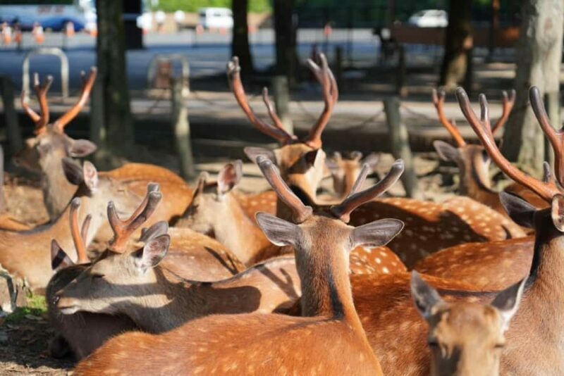 Nara Early Morning Tour (Kyoto or Osaka Departure Available) - Key Points