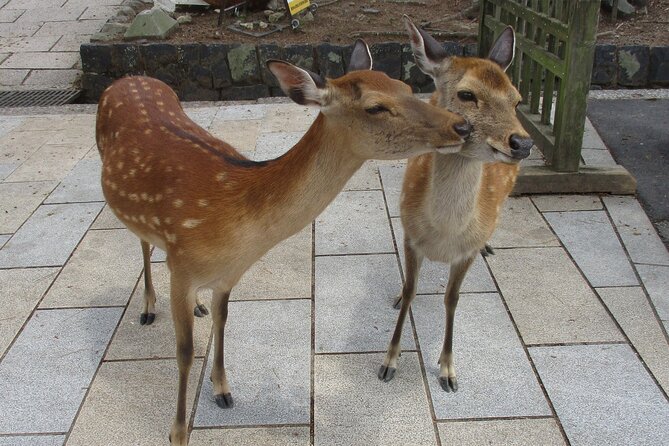 Nara ENGLISH GUIDE, Giant Buddha, Deer Free in the Park - Schedule and Duration