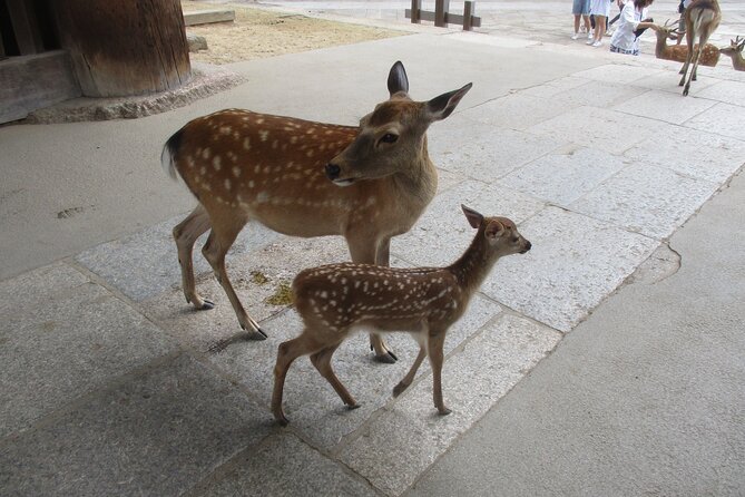 Nara ENGLISH GUIDE, Giant Buddha, Deer Free in the Park - Group Size and Additional Info