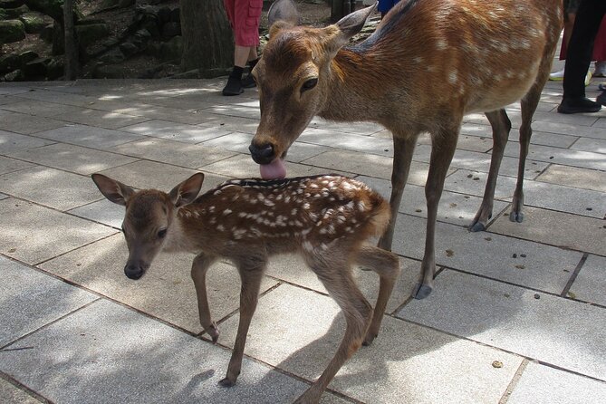 Nara ENGLISH GUIDE, Giant Buddha, Deer Free in the Park - Getting to Nara